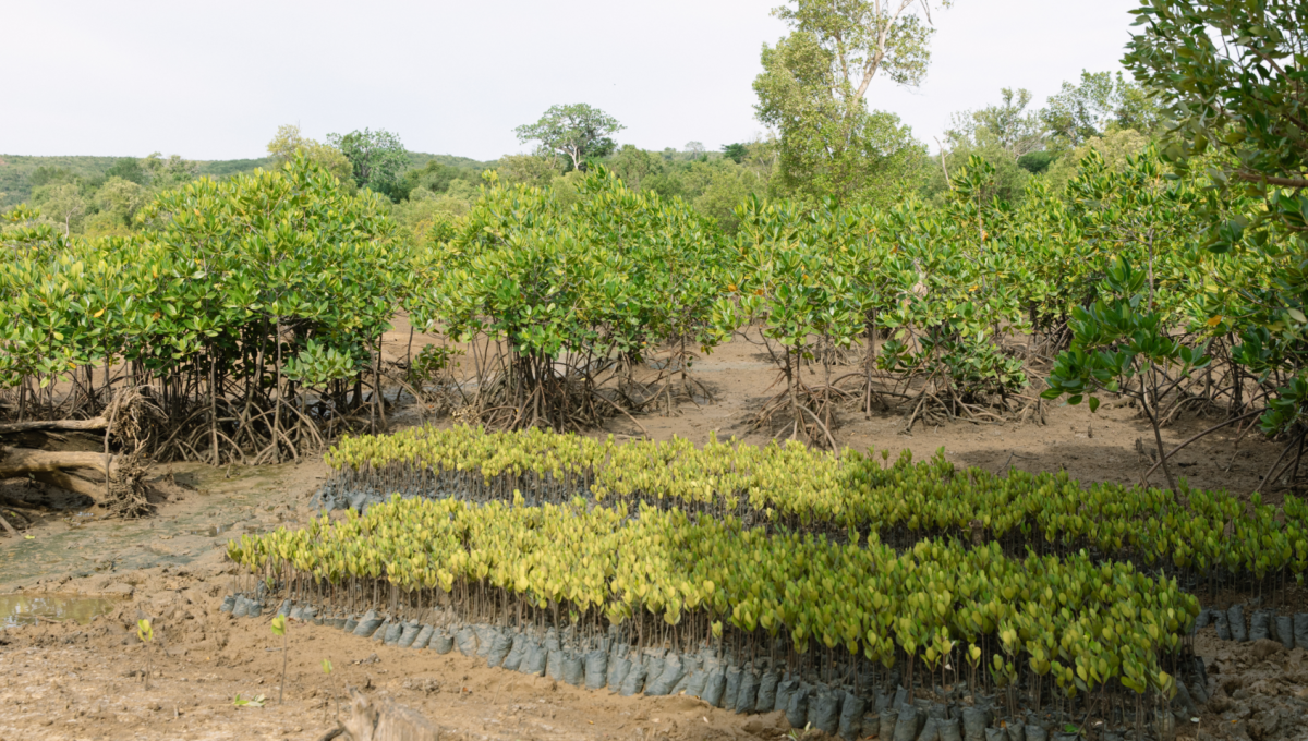 Restoring Mangrove Forests Across East Africa