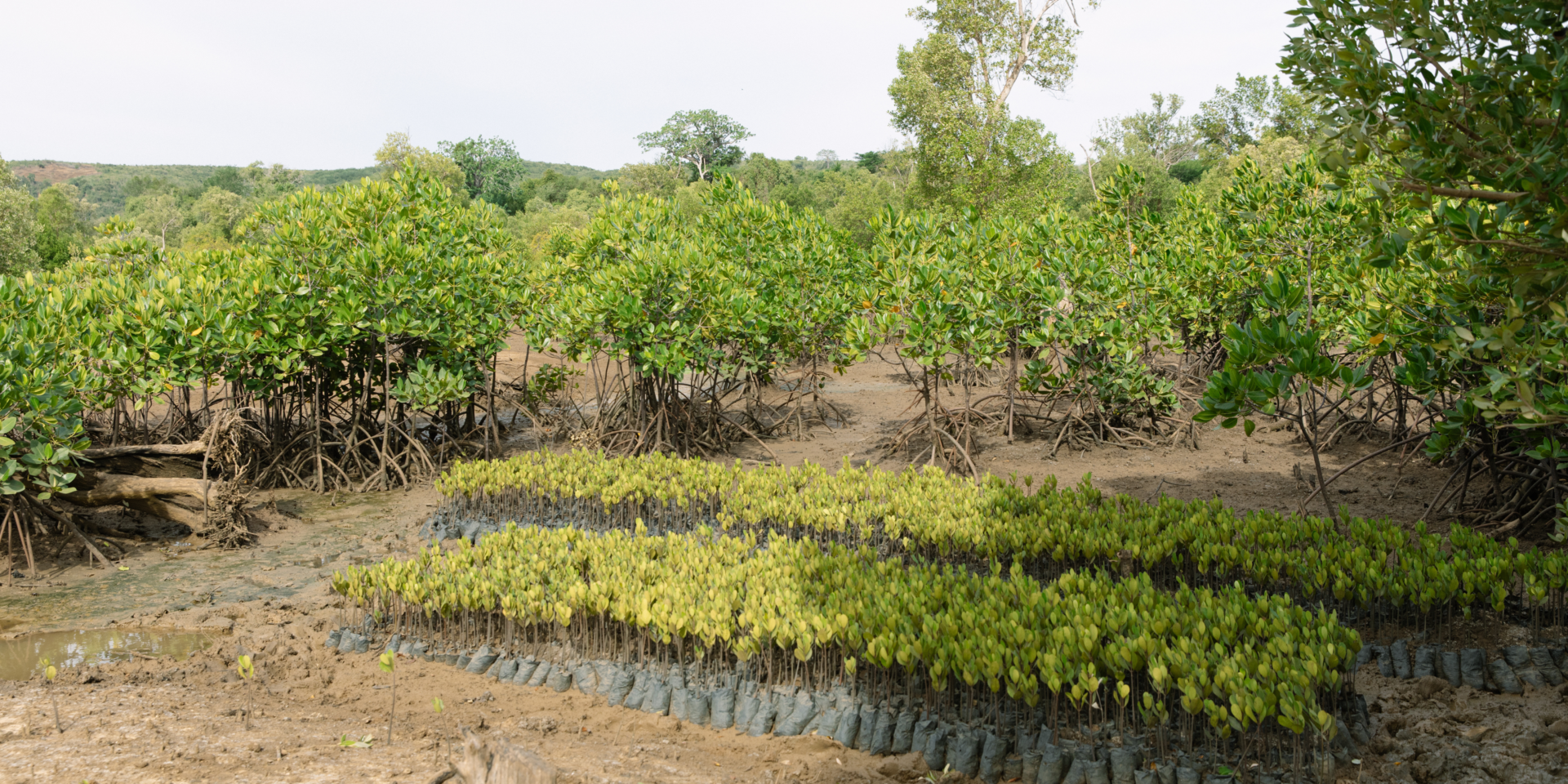 Restoring Mangrove Forests Across East Africa